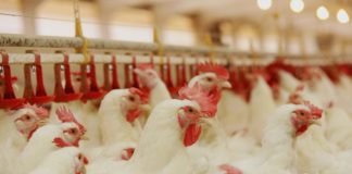 Brasil exporta 3.977 mil toneladas de frango em fevereiro scaled 1