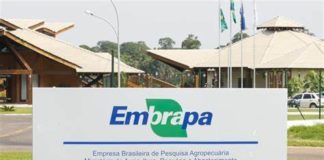 Concurso Embrapa banca e definida para edital com 1.033 vagas