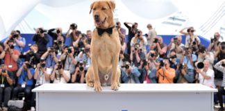 Kodi estrela de Le proces du chien ganha Palm Dog em Cannes