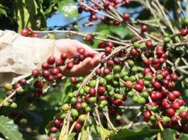 Produtoras de café e cacau contam como lidam com mudanças climáticas