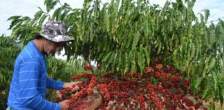 Vietna Parque cafeeiro queimado com seca severa e produtores desesperados buscando solucoes