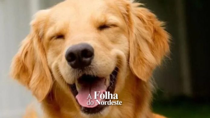 Após a morte do cão Joca, governo anuncia diretrizes para transporte de pets em aviões