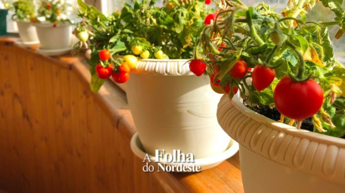 Horta na sacada, no vaso ou no espacinho do quintal?