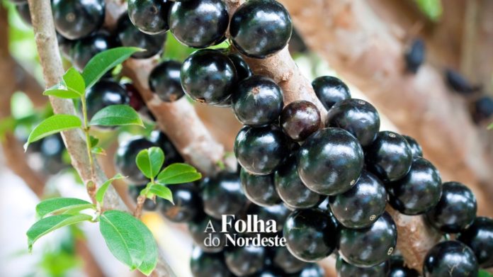 Que tal um pé de jabuticaba na sacada?