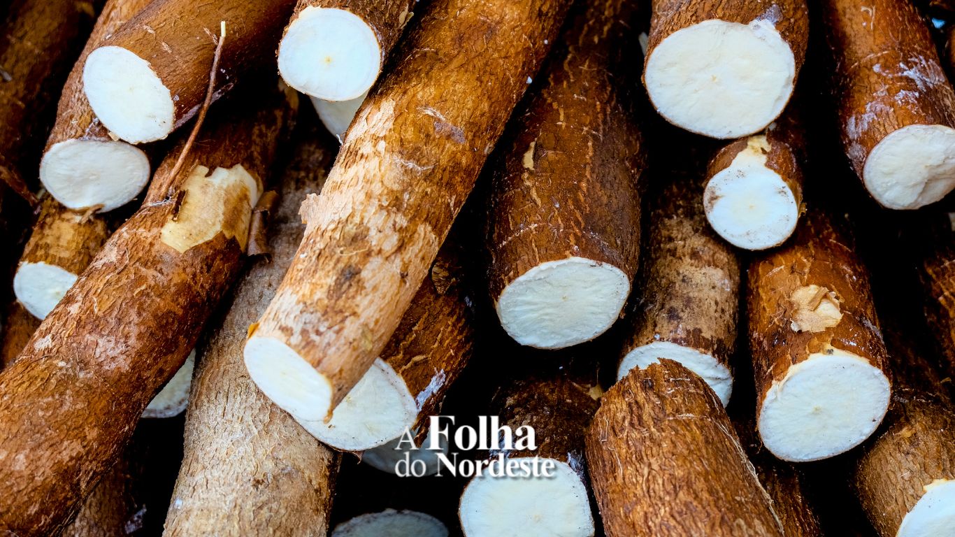 Impacto na produção de mandioca