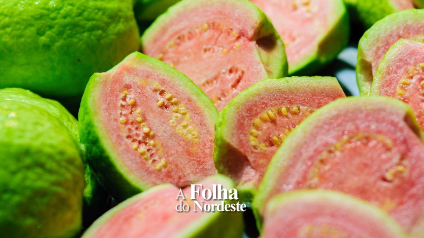 Colheita de goiaba na entressafra