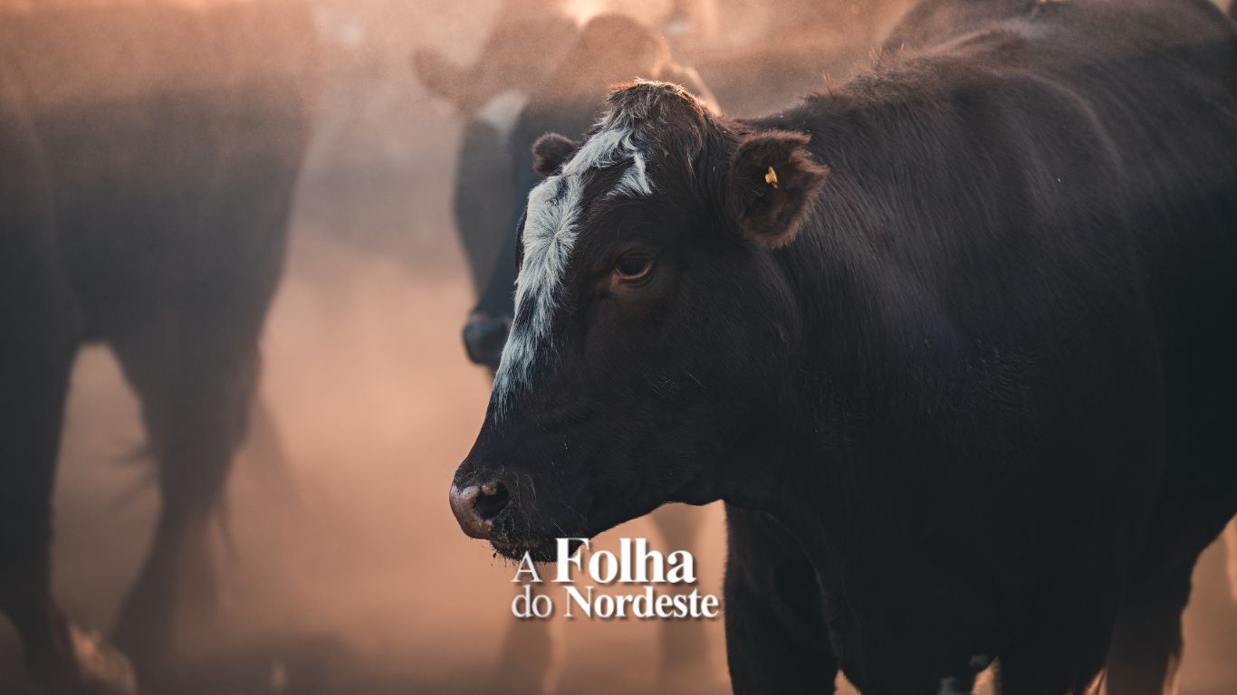 O arroto do boi e o aquecimento global