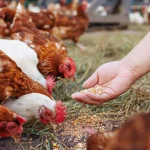 Mais países anunciam que vão deixar de comprar o frango do Brasil após caso de gripe aviária
