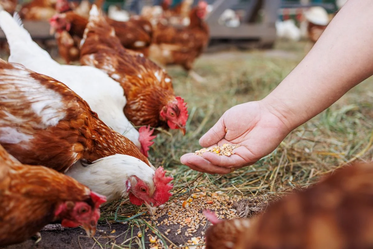 Mais países anunciam que vão deixar de comprar o frango do Brasil após caso de gripe aviária
